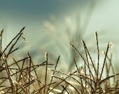 Sunshine photo, Nature Photography, nature wall art, nature art print, blue brown decor, nature decor - Echoes of Sunshine