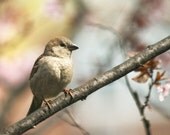 Bird Photo, bird art print, animal photography, bathroom art print, bathroom decor, sparrow photo - Sweetness of the Spring Sky - 8x10