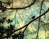 Nature photography,  Bird photography, bird picture, silhouette, animal photography, bird art print, nature photo, sky photography