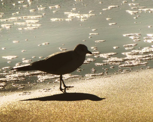 Beach photography, bathroom wall art, animal photography, bathroom decor, Ocean art, gull photo - Walking on Sunshine, 8x10