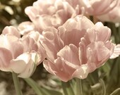 Rose Photo, nature photography, rose art, romantic photography, gift for mom, flower photography, cottage chic decor - Rose Petals