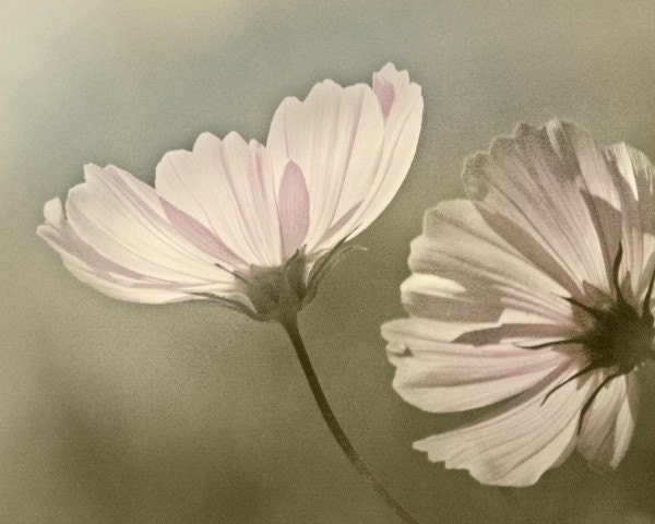 Flowers Photo - Floral Photography Print - Secret Admirer