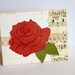 Cream and Pink Rose Greeting Card "My love is like a rose"