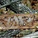 Twig  Sign Custom Order