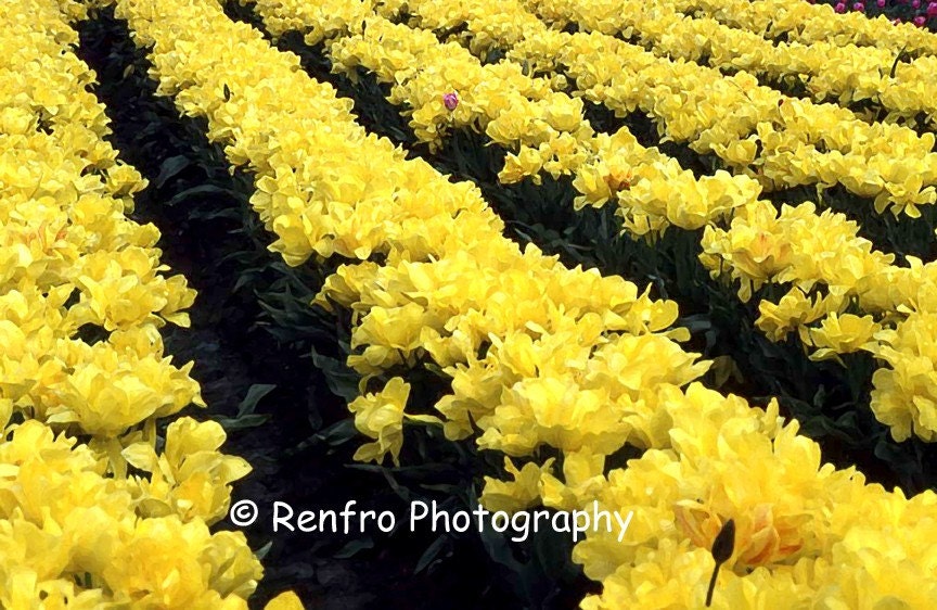 Yellow Tulip Field - Garden Photo - Flower Photography - Floral - Wall Art - Home Decor - Fine Art Print - Seasonal - Spring