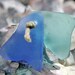 Drilled Sea Glass,Turquoise and Cornflower Blue