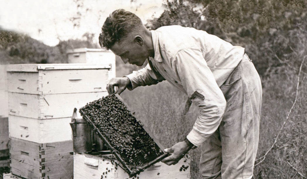 vintage photograph print Bee Keeper with his Hives Beekeeeper