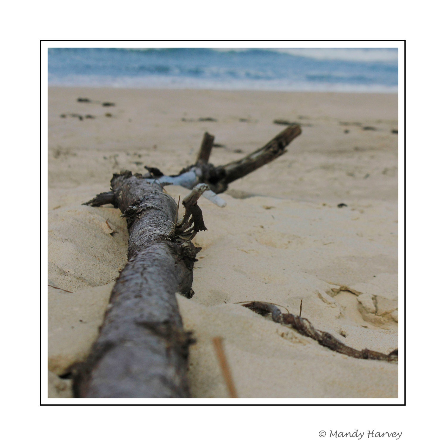 Beach Photograph, Port Macquarie New South Wales, Australia, 5x5 photograph. Home Decor, Driftwood