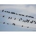 Bird Photograph, 9x6 Print, Birds On A Wire, Nature