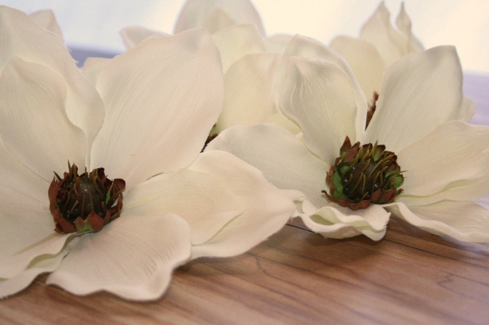 5 Magnolias in Cream - up to 7 inches