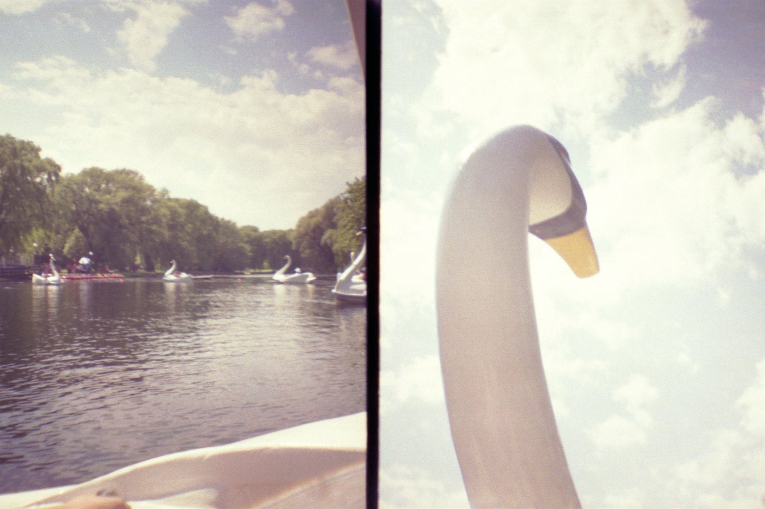 photographic print, swan boats, 6x8"