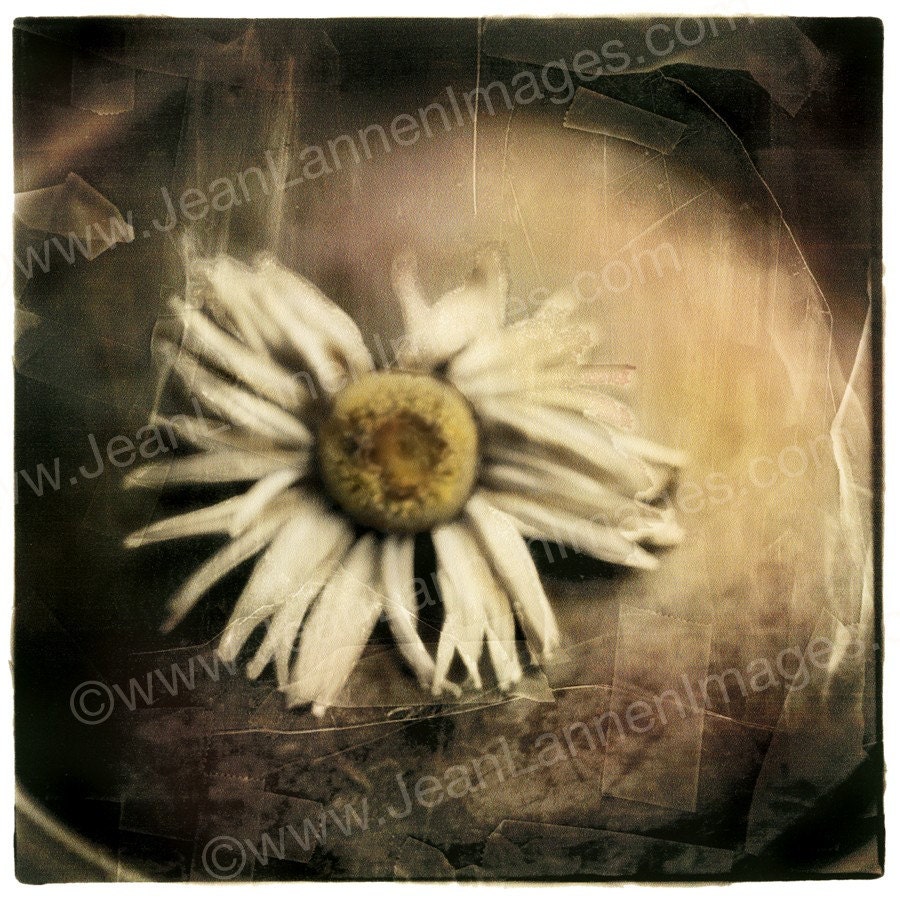 My First Daisy - Print Still Life 6x6, I grew daisy. Black & White Sepia Textured Shabby chic, Polaroid Style Retro Look - by Jean Lannen