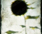 The Black Sun Flower-Print 8x6 Flower Tea Stained Sepia Texture TTV style Summer Fall Golden Yellow, Dark, Spooky Photo by Jean Lannen
