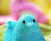 Aqua Blue Peep, Photograph, Easter Holiday Spring Chick Iconic Candy in Straw Grass Nest w/pink, lemon yellow, lime by Jean Lannen