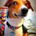 Customized Bone Metal Pet ID Tag - Hello Tag