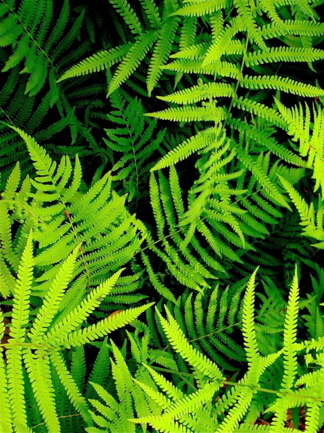 Ferns: vibrant nature fine art photograph print of bright green swirling fern plant leaves