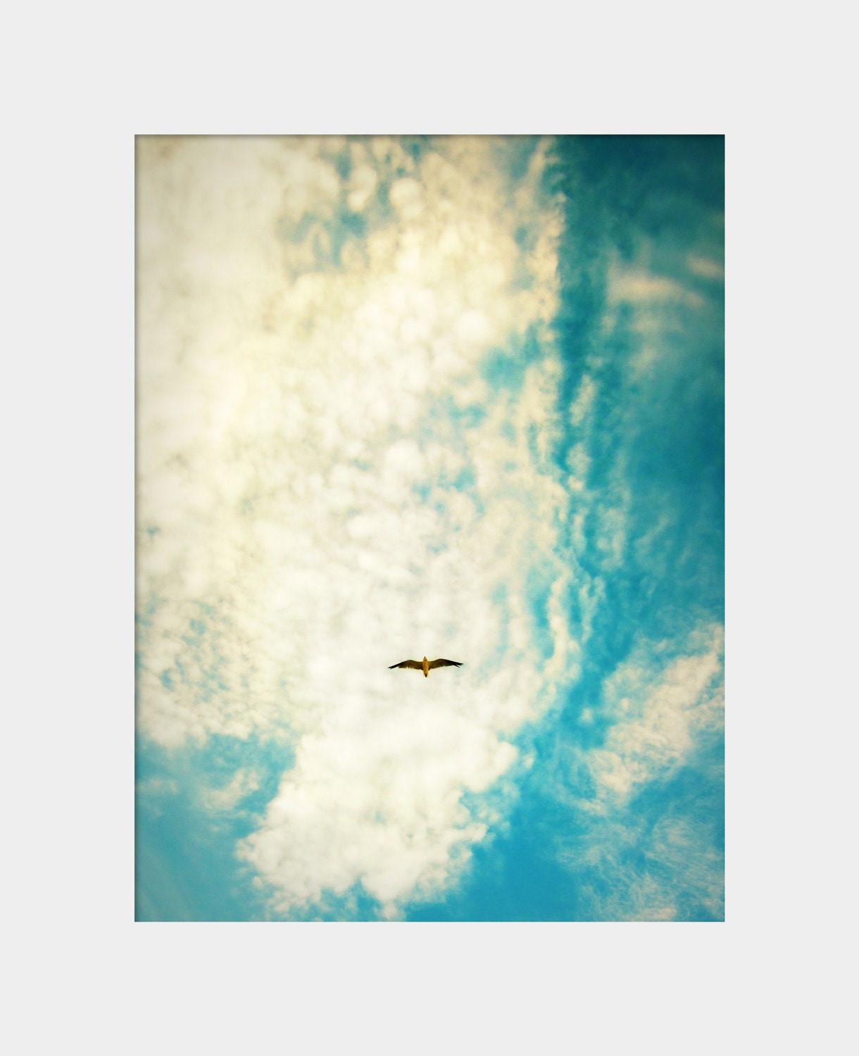 Soar: a fine art photograph print of a flying bird (seagull) against cloudy turquoise and white sky