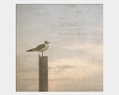 Dreaming Seagull: square fine art nature photograph print with bird and sky in soft pink, blue, and gray - UninventedColors