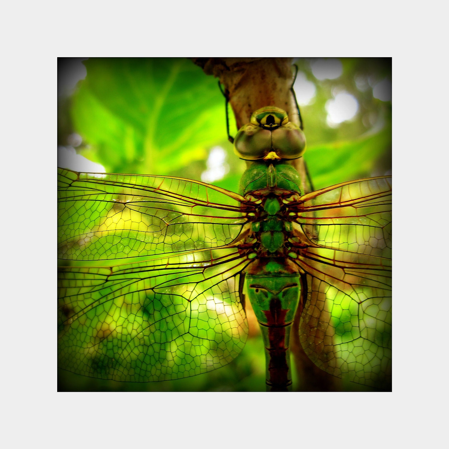 Dragonfly II: square macro nature fine art photograph print of insect in bright green and brown
