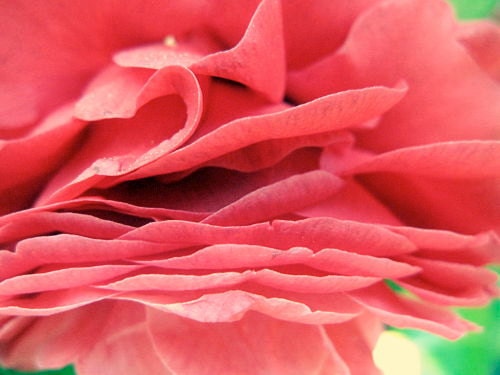 Pretty Pink Petals: fine art nature macro photograph print of bright pink camellia flower petals (delicate, feminine, girly)