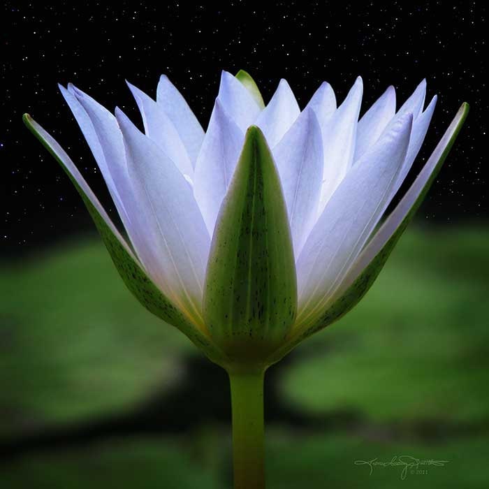 Emissary of Light - Water Lily in Field of Stars