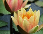 Water Lilies Yellow Peach Orange - From Still Water