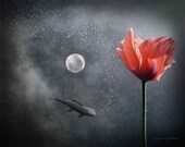 Numinous Reflection - Red Poppy, Full Moon, Koi Fish, Clouds