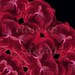 Red Rose Flower Mandala Art Spiritual Heart Connection - Consejo de las Rosas