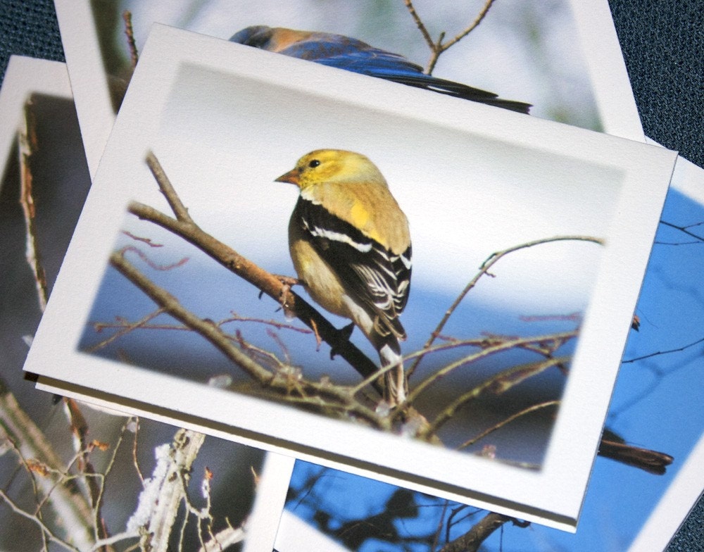 Backyard Birds Photo Note Cards - Set of 4