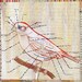 Parts of a Typical Bird Print