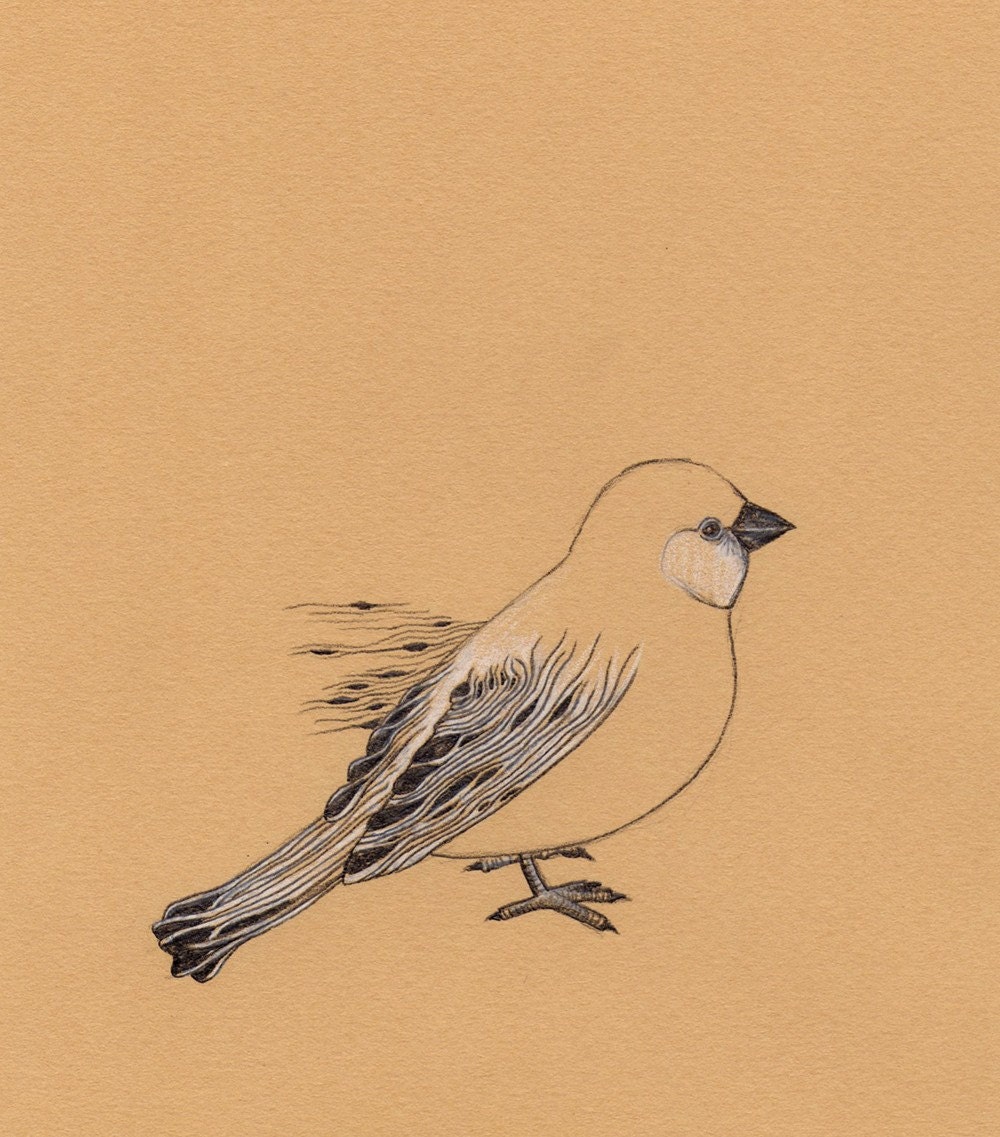 The Woodsparrow - Original Pencil Drawing