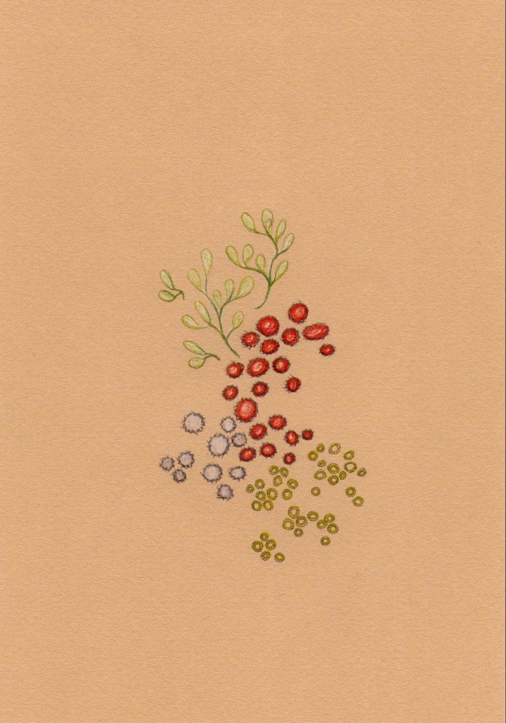 Lichen Study No.3