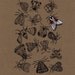 Moth - Original Gocco Print