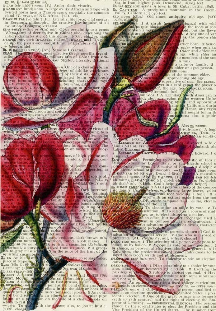 vintage magnolia printed on page from old dictionary