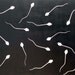 Made To Order  Sperm Wallpaper  Sperm Bedding  Sperm Curtains ETC