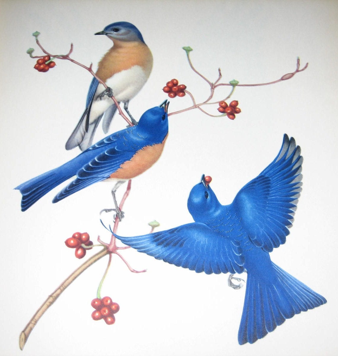Bluebird Illustration