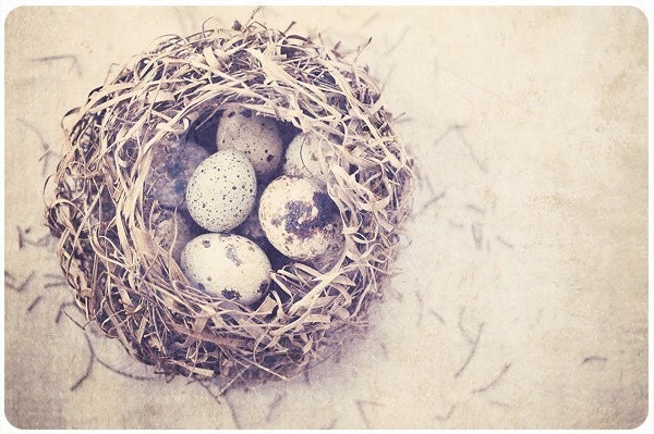 Postcard -Nest-