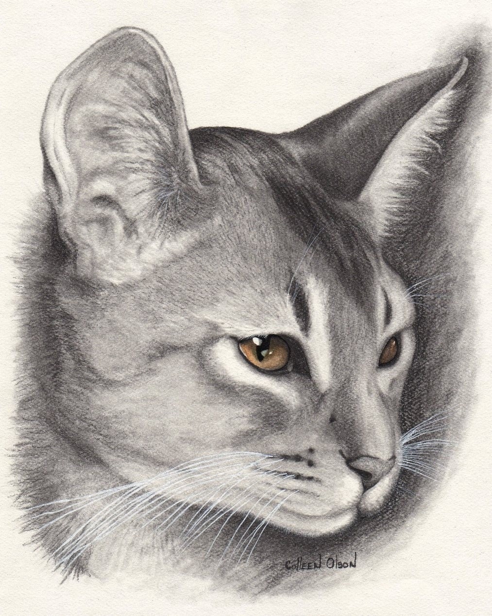 Abyssinian Cat Print