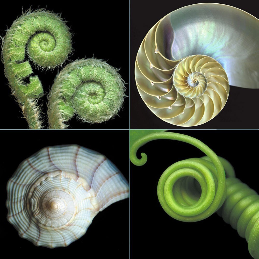 nature spiral