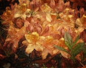 Azalea Giclee Art Print, Home Decor, Enhanced Digital Art, 12x17 unframed art, EBSQ