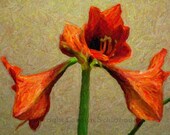 Amaryllis Fine Art Photography, Computerized Art, Giclee Print, Office Wall Art, , EBSQ