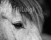 Black and White Photograph - Horse - 12 x 18 Print
