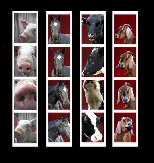 Photobooth Animal Kingdom Collection - digital photography