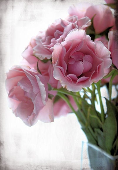 Botanical Flower Art Photograph - Romance - 8x10