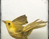 Specimen 652 - 8x8 Print