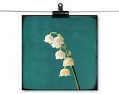 Wall Art for the Office or Home - Lilies of the Valley - 8x8 Print