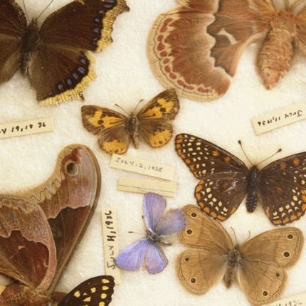 Natural History Butterfly Photograph - July Butterflies - 8x8