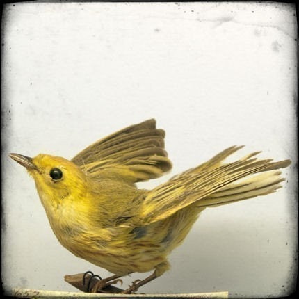 Large Format Natural History Bird Print - Specimen 652 - 30x30