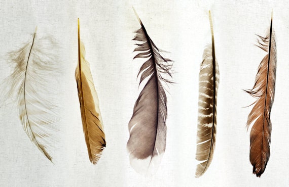 Large Loose Canvas Photo of Nature Inspired Feather Collection - Limited Edition of 100 - Five Feathers - 24x36