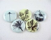 Five button refrigerator magnets natural history in blue and light green leaves, dragonfly flower tree 1178